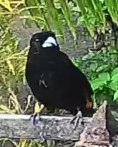 Flame-rumped Tanager