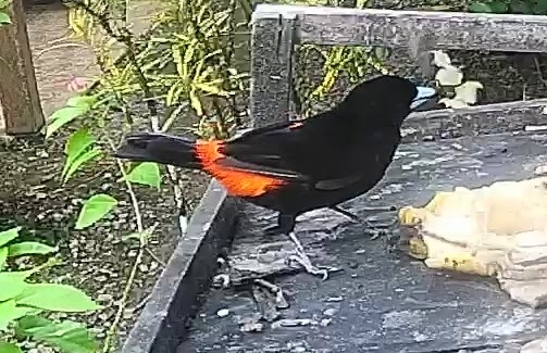Flame-rumped Tanager
