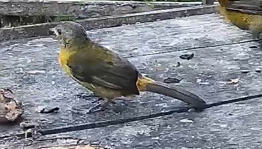 Passerini's tanager
