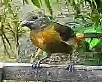 Passerini's tanager