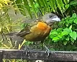 Passerini's tanager