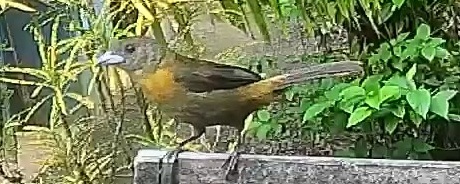 Passerini's tanager