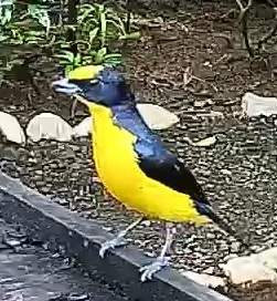 Thick-billed euphonia