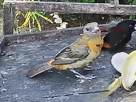 Passerini's tanager