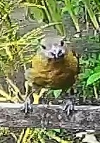 Passerini's tanager