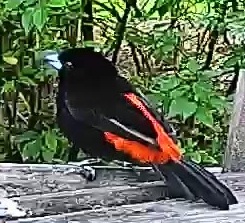Flame-rumped Tanager