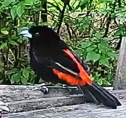 Flame-rumped Tanager