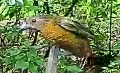 Passerini's tanager