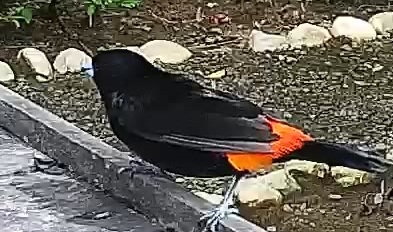 Passerini's tanager