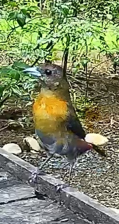 Passerini's tanager