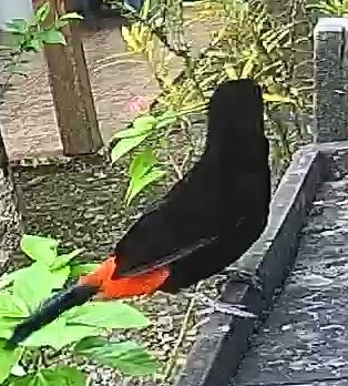 Passerini's tanager