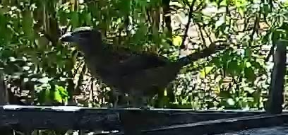 Blue grosbeak