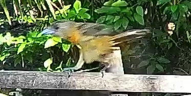 Passerini's tanager