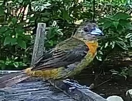 Flame-rumped Tanager