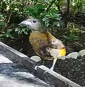 Passerini's tanager