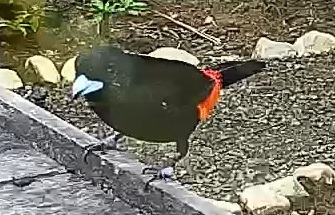 Flame-rumped Tanager