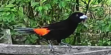 Flame-rumped Tanager