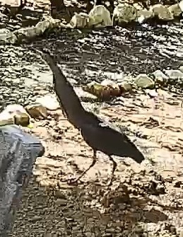Bare-throated tiger-heron