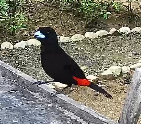 Passerini's tanager