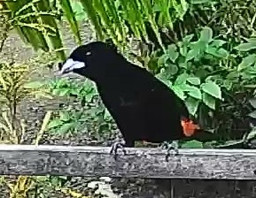 Flame-rumped Tanager