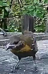 Yellow-headed blackbird