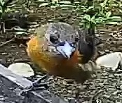 Baltimore Oriole