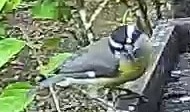 Bananaquit