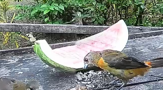 Flame-rumped Tanager