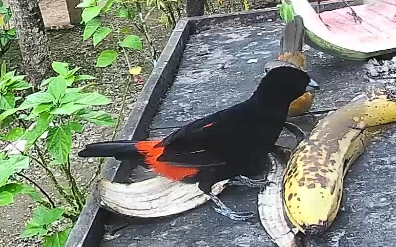Flame-rumped Tanager