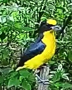 Thick-billed euphonia