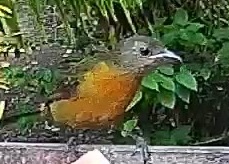 Passerini's tanager
