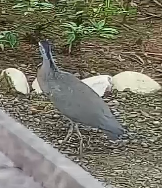 White-eared night heron
