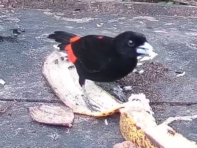 Passerini's tanager