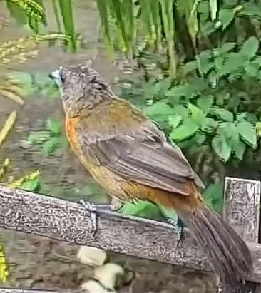 Passerini's tanager