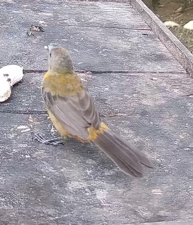 Passerini's tanager