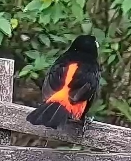 Flame-rumped Tanager
