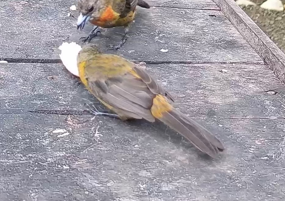 Passerini's tanager