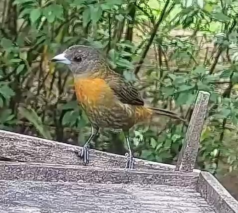 Passerini's tanager