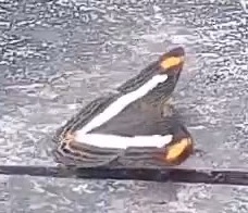 Pavon Emperor