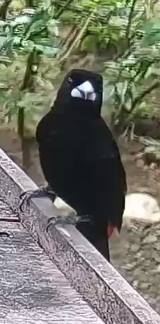 Passerini's tanager