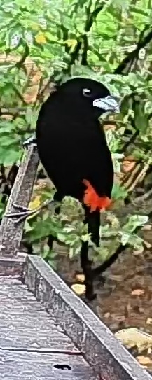 Passerini's tanager