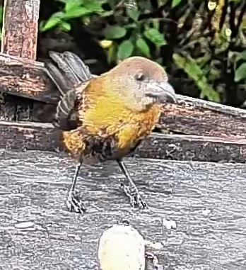 Passerini's tanager