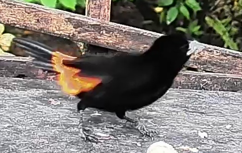 Flame-rumped Tanager