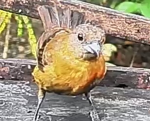Passerini's tanager