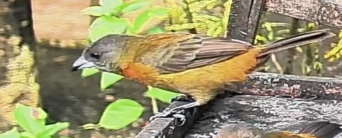 Passerini's tanager