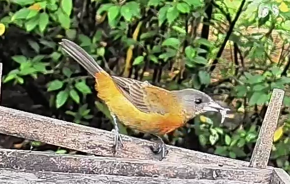 Passerini's tanager