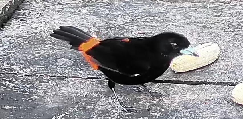 Flame-rumped Tanager