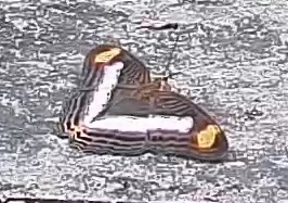 Pavon Emperor