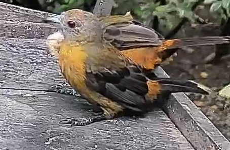 Passerini's tanager