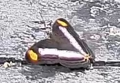 Pavon Emperor